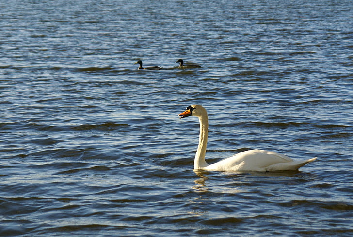 Swan, raţe, Lacul, pasăre, natura, animale, apa