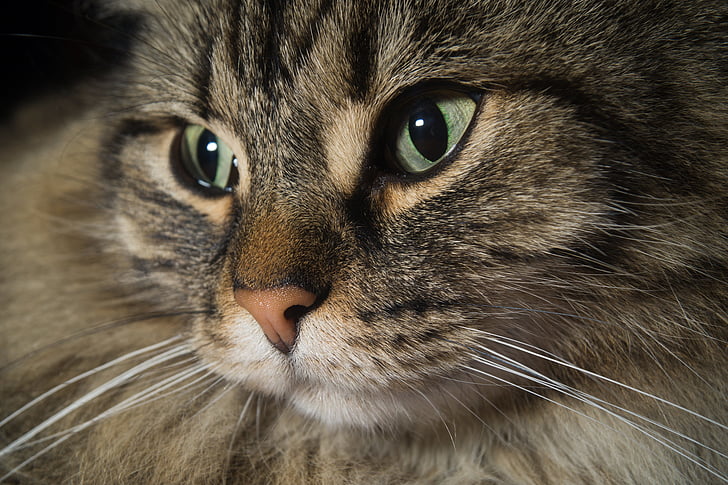 котка, Норвежка горска котка, котешки очи, Сладък, ушите, главата, животните