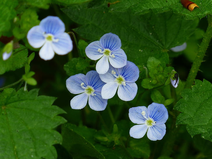 obyčajná, kvet, kvet, kvet, modrá, biela, svetlo modrá