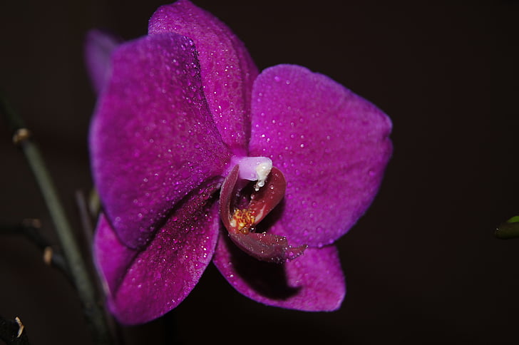 purple, flower, plant, orchidaceae, orchid, nature, flowers