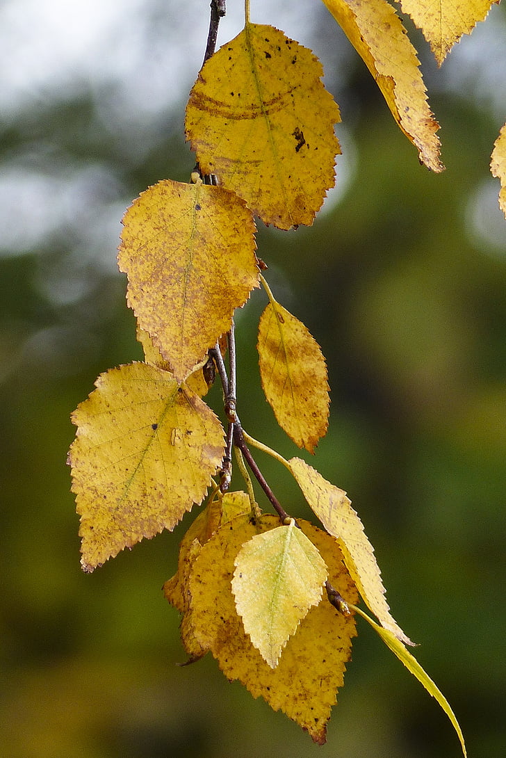 løv, gul, blade, efterår, falder, natur, Birk