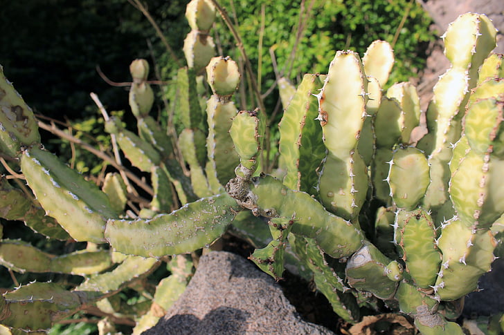 Selenicereus anthonyanus, Cactus, fisk ben cactus, Rick rack cactus, Zig-zag cactus, St anthony's rik-rak, naturen