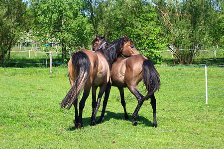 hest, brun skimmel, Thoroughbred arabiske, unge heste, spille, græs, skimmel