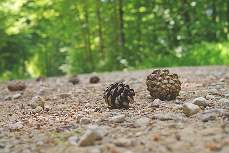 pine cones, forest path, forest, close, tap, away, hiking