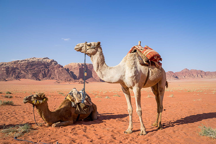 Камила, Вади Рум, пустиня, пътуване, Йордания, пясък, Близкия изток