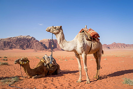 낙 타, 와 디 럼, 사막, 여행, 요르단, 모래, 중동 지역