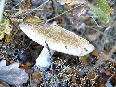 mushroom, forest, forest floor, autumn, leaves, brown, beige