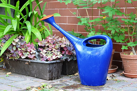 watering can, watered, watering, plants, water, gardening, taking care