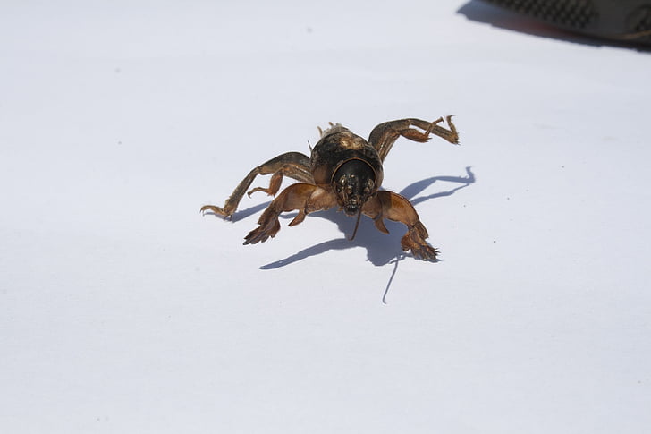 medvedka, insect, pest, kapustyanka