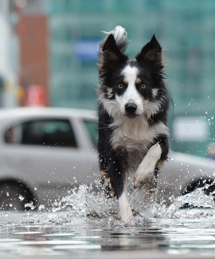 border collie, fountain, city, water, fountain city, old town, running dog