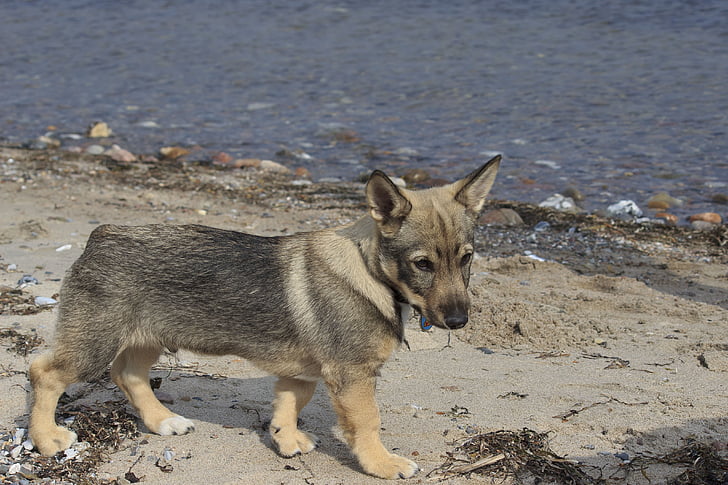 šuniukas, paplūdimys, smėlio, mielas, šuo, augintiniai, vandens