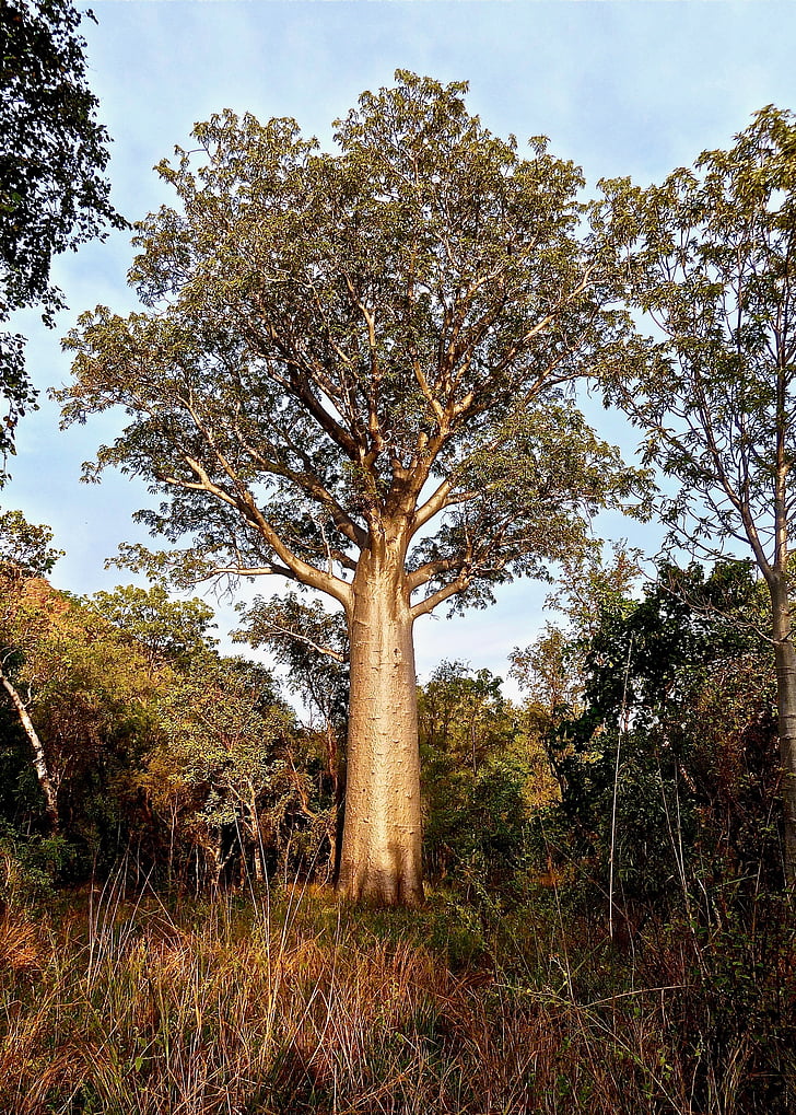 bottle tree, australia, botany, native, tree, nature, plant