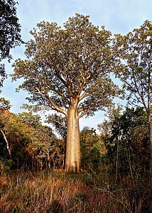 Бутылочное дерево, Австралия, Ботаника, родной, дерево, Природа, завод