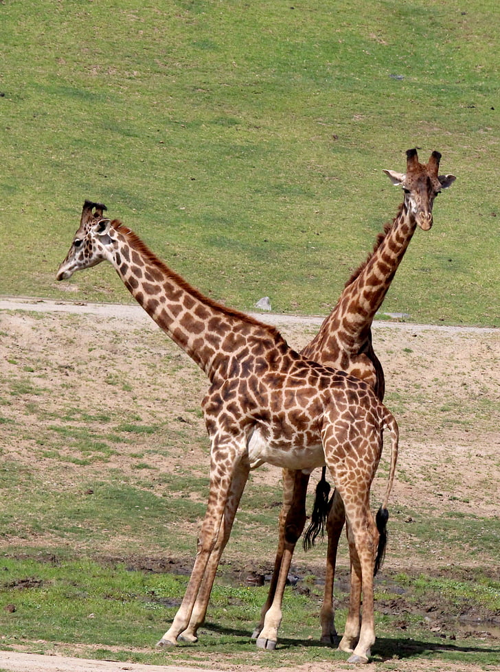 žirafa, prosto živeče živali, živali, Afrika, Safari, narave