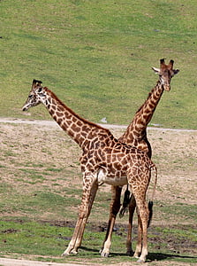 žirafa, volně žijící zvířata, zvíře, Afrika, Safari, Příroda