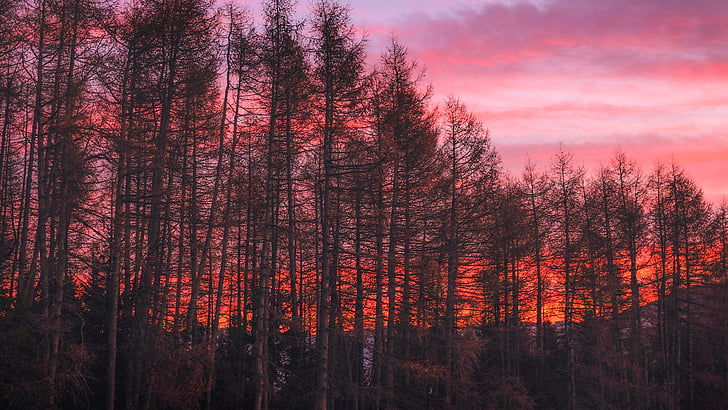 pine, tree, photo, sunset, time, clouds, sky