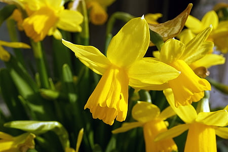 osterglocken, early bloomer, yellow, flower, yellow flower, public record, yellow flowers
