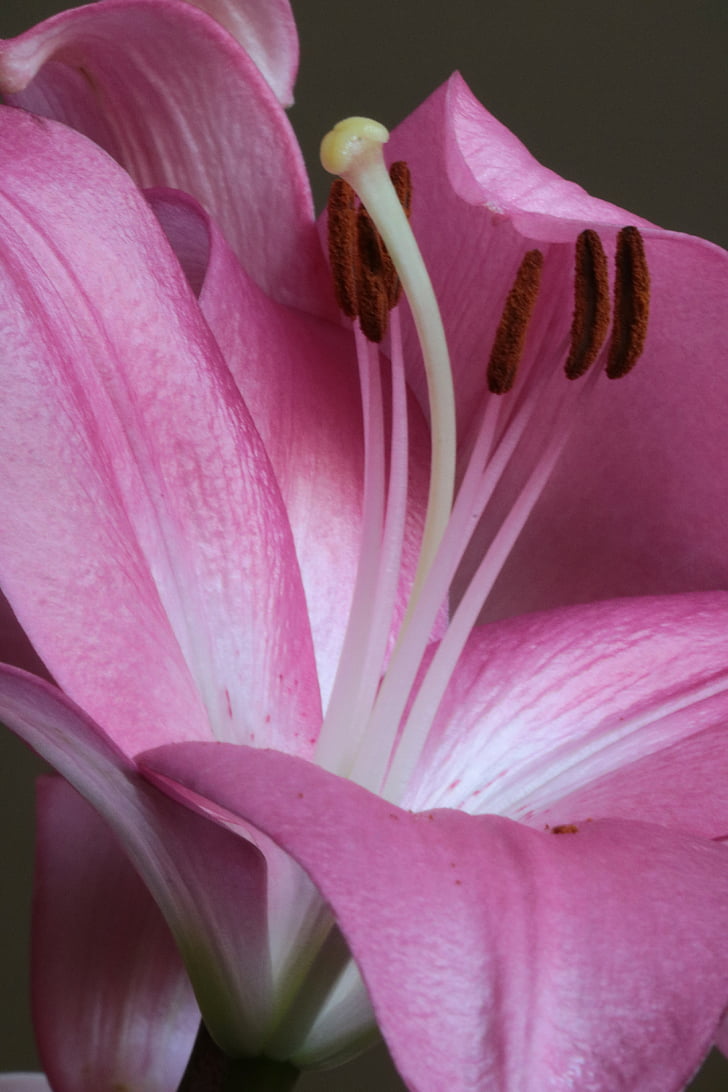 Lilija, rozā, pistil, puķe, putekšņlapas