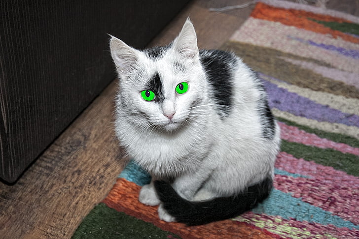 cat, animal, charming, black and white, green eyes