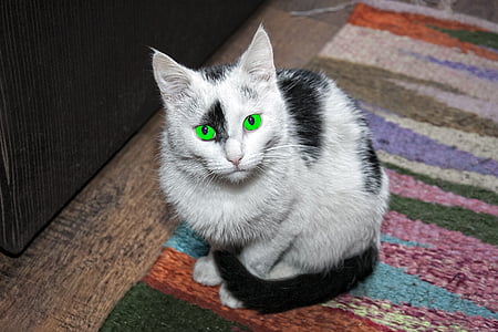 кошка, животное, очаровательные, черный и белый, зеленые глаза