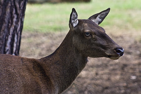 DOE, Red deer, modal, tanduk, tampan, merumput, Taman Margasatwa