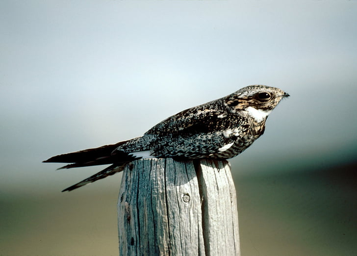 common nighthawk, bird, perched, portrait, wildlife, nature, fence post