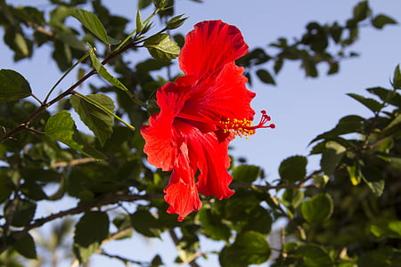 kvet, červená, Hibiscus