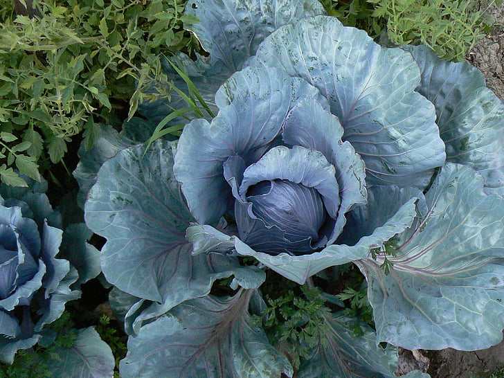 cabbage, col, herbaceous, vegetable, food