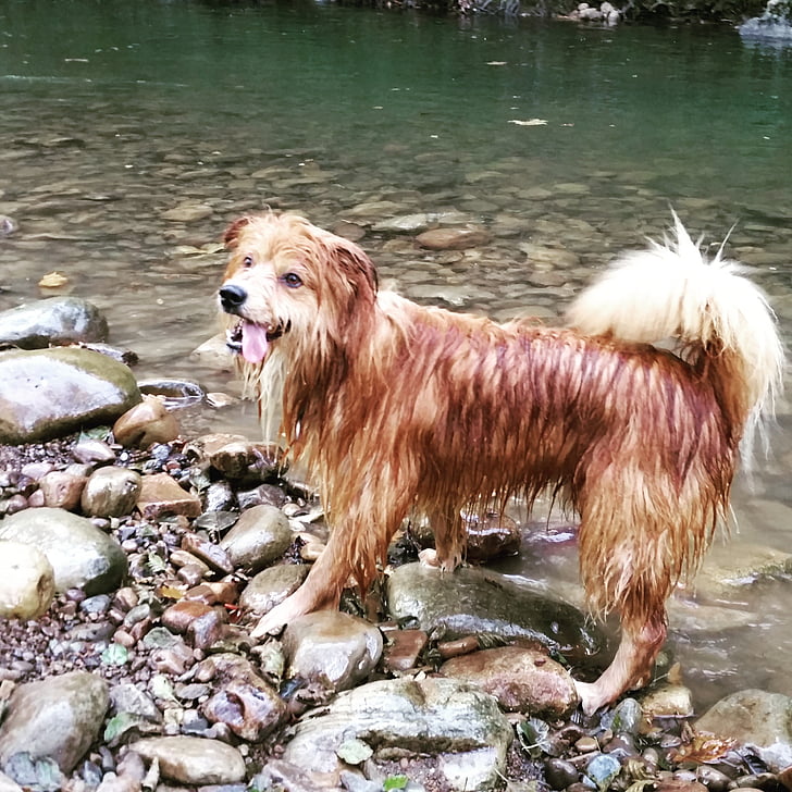 dog, happy, river, nature, water, play