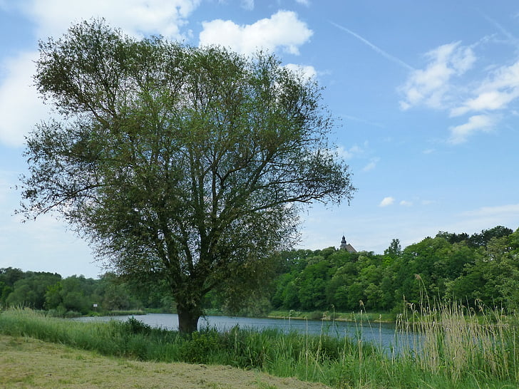 Edge, řeka, Moselle, Příroda, strom, léto, venku