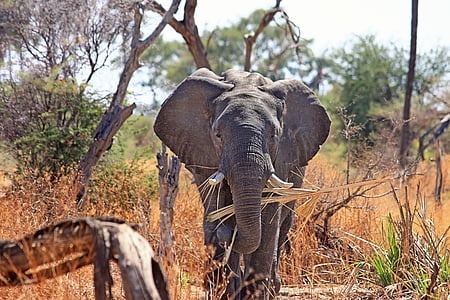elephant, animal, proboscis, safari, africa, african bush elephant, wilderness