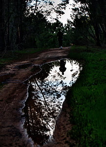 corredor, a pie, madera de pino, agua, reflexión, oscuro, árboles