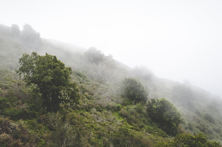 sisli, puslu, dağ, doğa, ağaçlar, sis, Orman