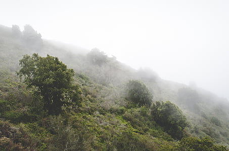 nebuloso, enevoado, montanha, natureza, árvores, nevoeiro, floresta