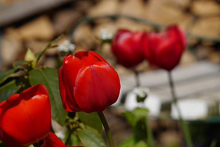 Sân vườn, Hoa, Tulip, thực vật, mùa hè, vĩ mô, màu đỏ