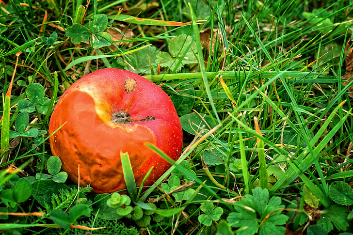 fruit, apple, autumn, windfall, rot, lazy, fäule rot