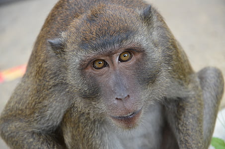 con khỉ, hoang dã, động vật, động vật hoang dã, Thiên nhiên, Thái Lan