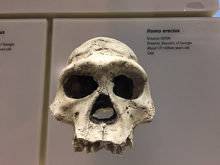 Homo erectus, череп, предка, Смітсонівський, Еволюція, скелет людини, кістки людини