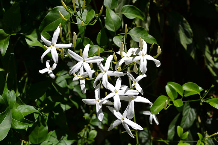 jasmine, flower, garden