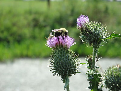 Bee, blomst, lilla, Humlebier, bug, insekt, natur