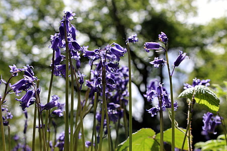 bluebell, forest, nature, spring, flowers, england, blue