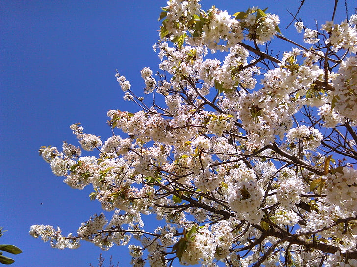 drzewo, kwiaty, kwiat, wiosna, Bloom, oddziały, Natura