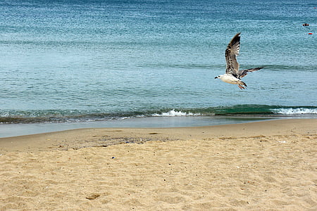 Чайка, море, пляж, узбережжя, пейзажі, пісок, хвилі