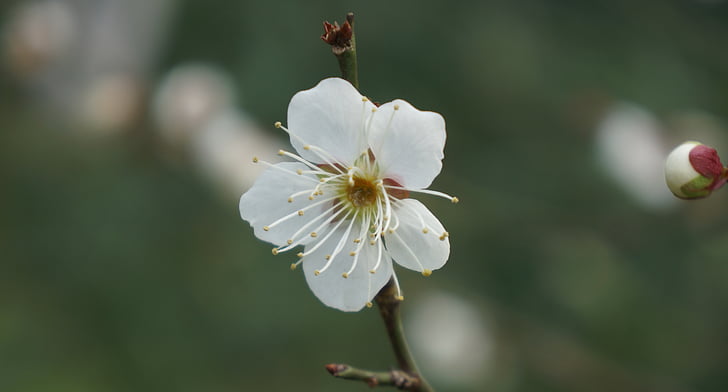 fehér, Plum blossom, virág, tavaszi, makró