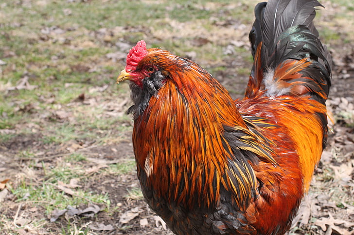 rooster, cockerel, cock, young, animal, sunny, farm