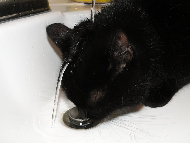 mačka, pitje, vode, čudno, čudno, črna mačka, umivalnik