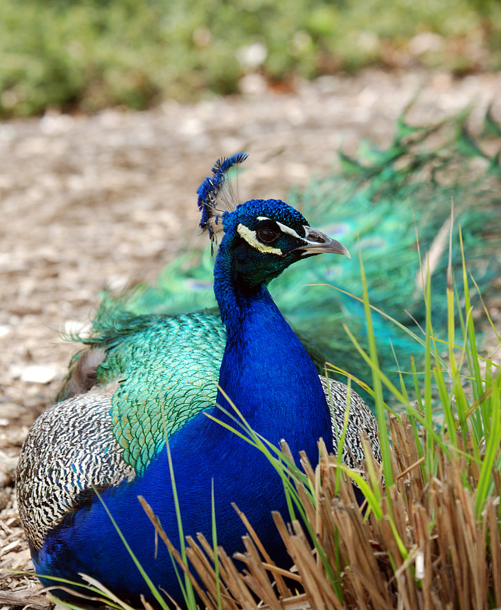 peacock, male, bird, animal, nature, feather, wildlife