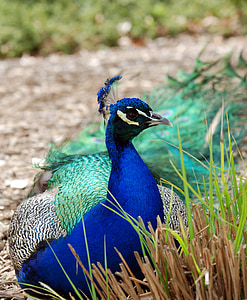 peacock, male, bird, animal, nature, feather, wildlife