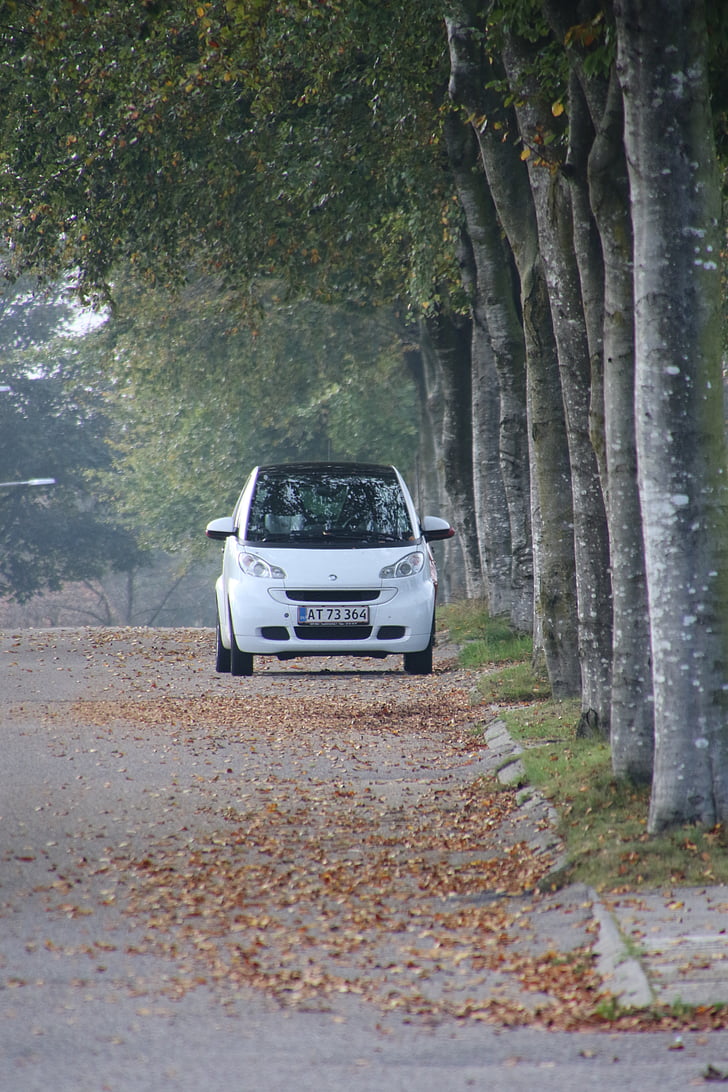 autumn, wood, car, white, road, leaves, parking