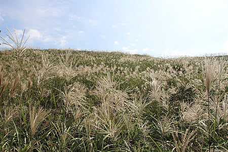 Reed, maastik, Sügis